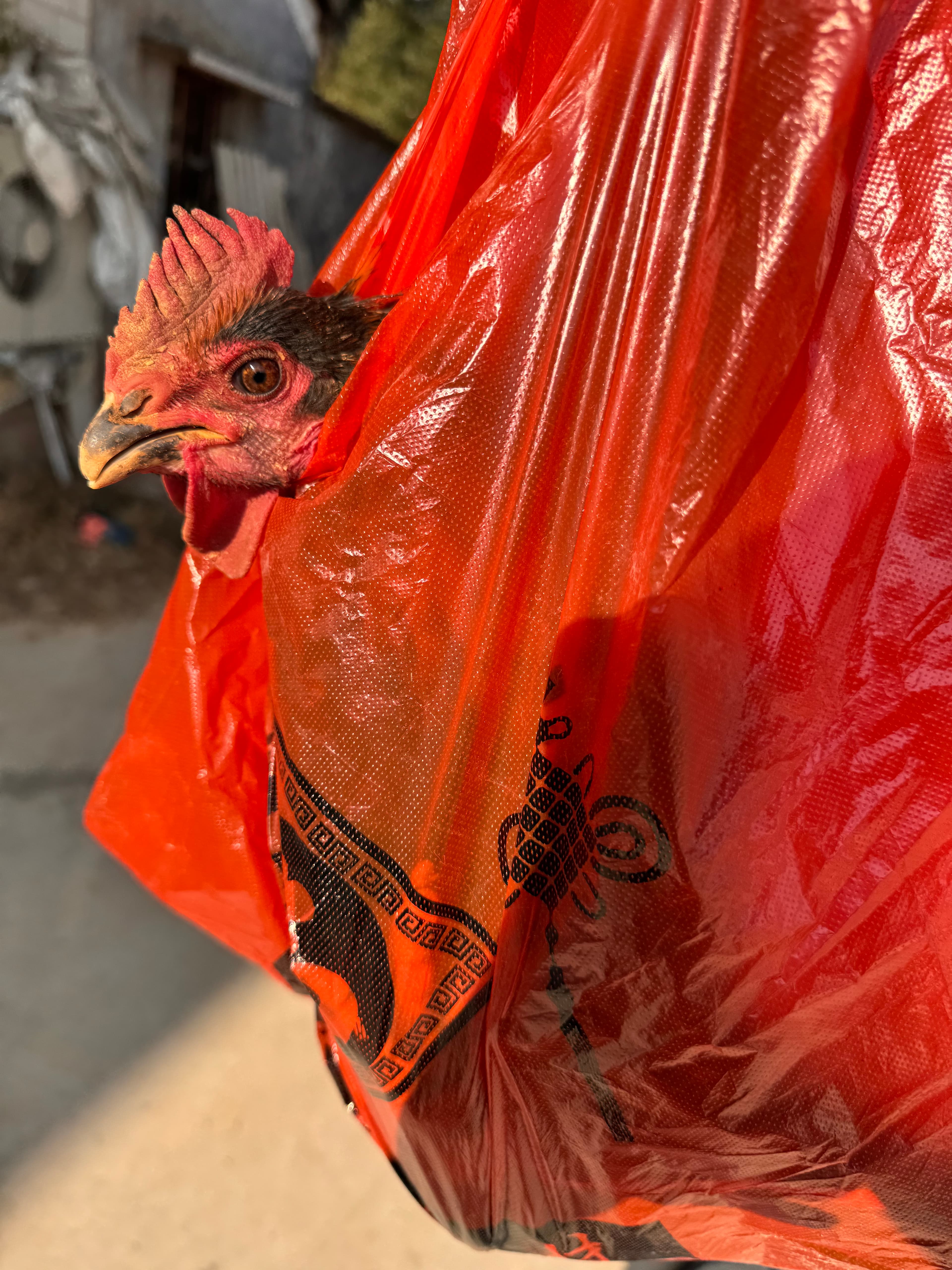 0117 回老家别人送的鸡