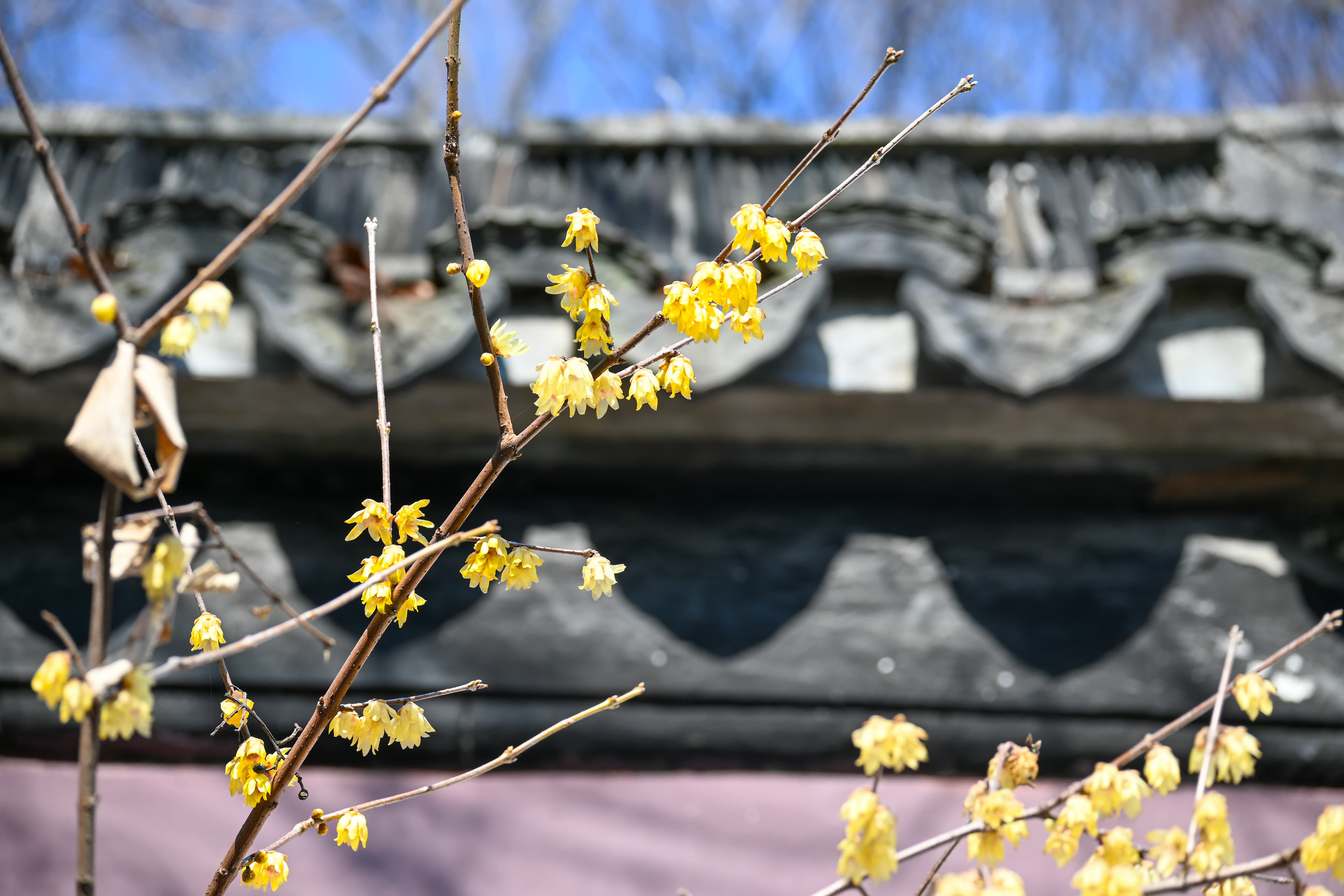 0209 苏州虎丘的梅花