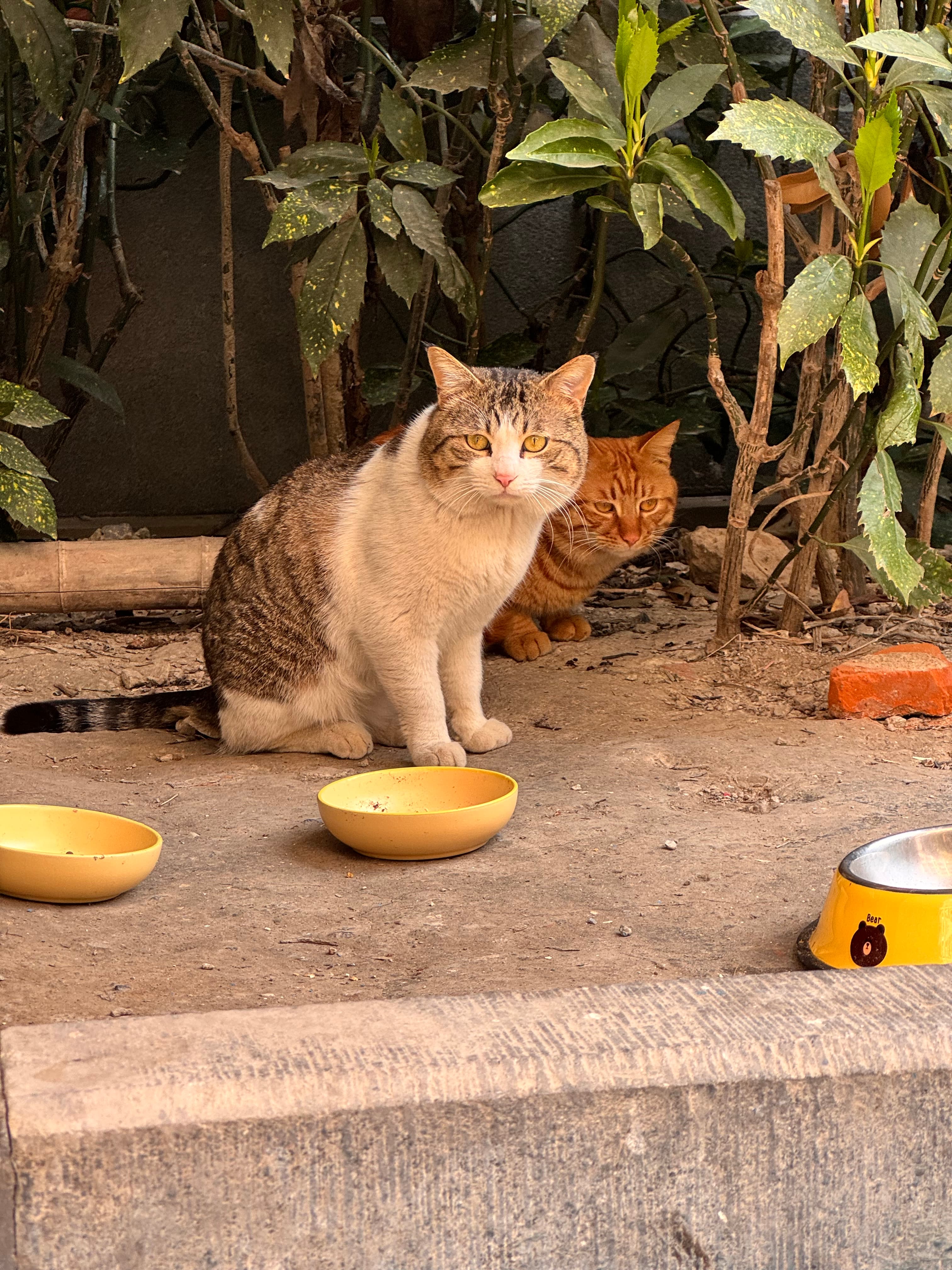 0330 为数不多去学校的几次都在撸猫