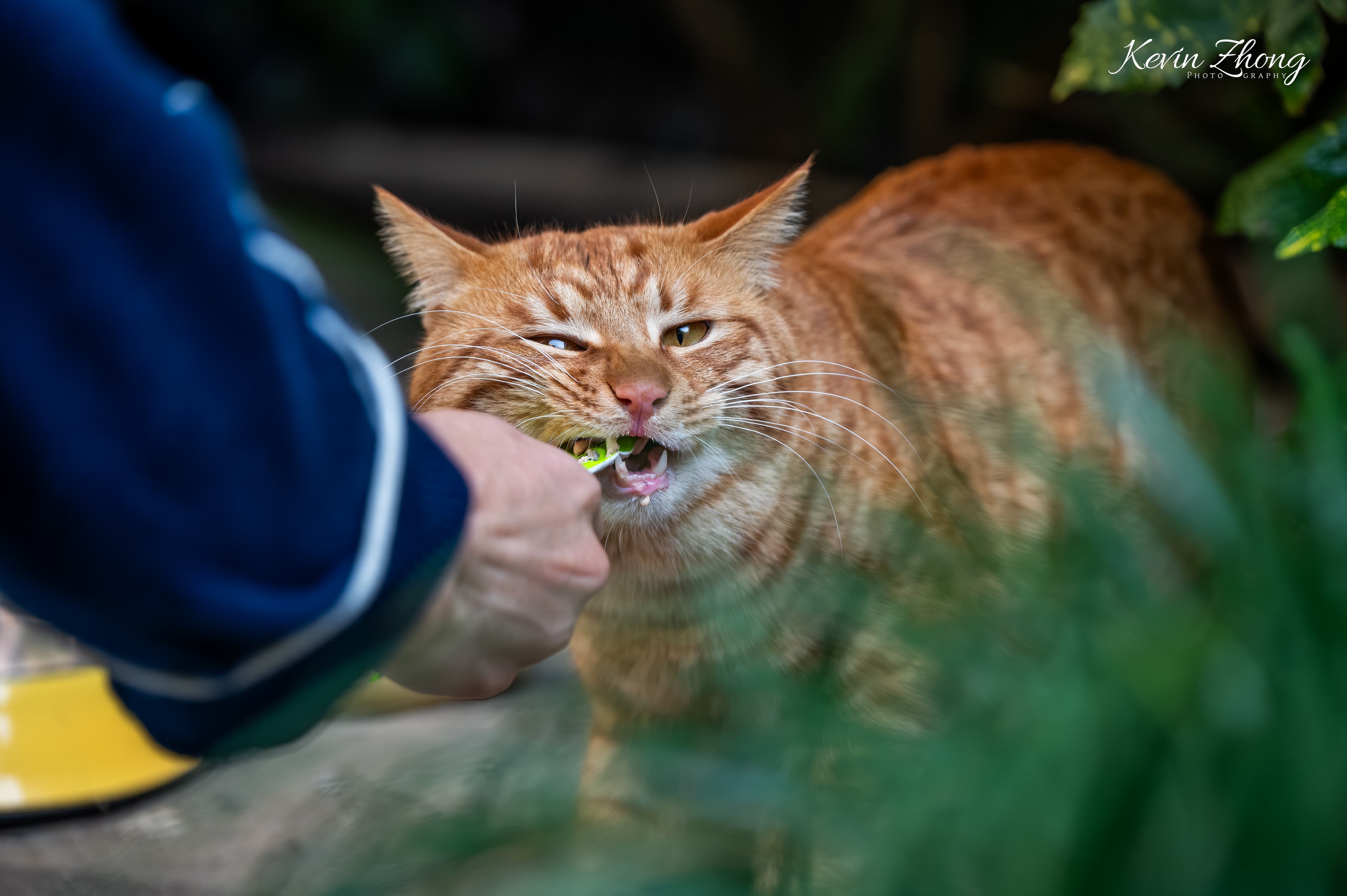 0331 猫条真好吃～